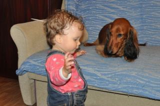 Jamnik d�ugow�osy